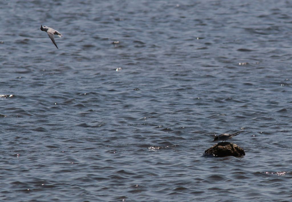 Id in volo rovesciato